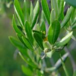 feuille d'olivier