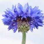 fleur de bleuet