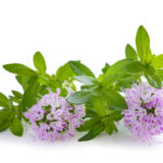 Summer savory plant with flowers isolated on white background