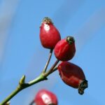 cynorrhodon ( églantine )