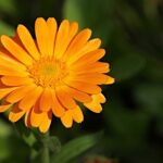 fleur de souci ( calendula )