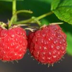 framboise